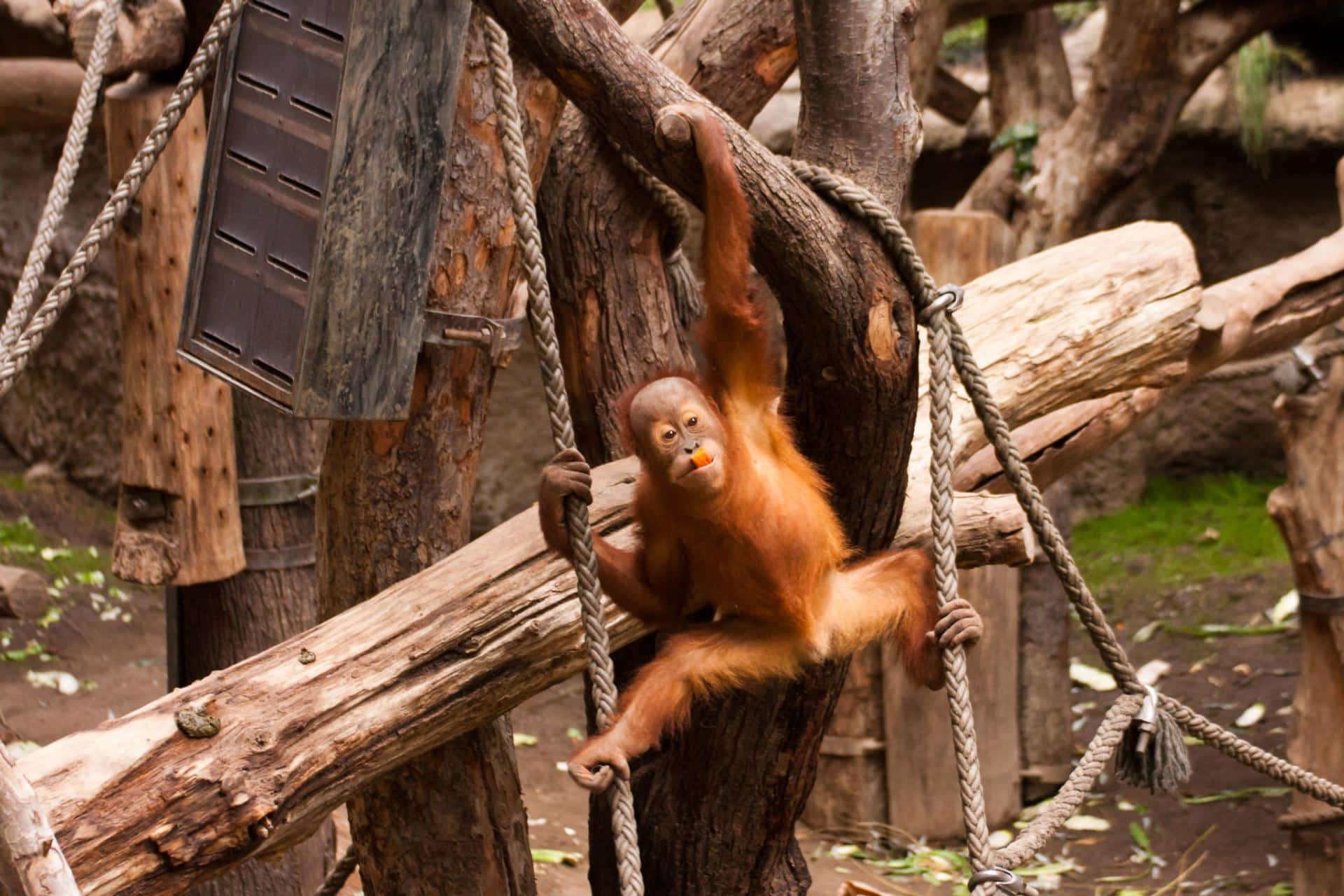 Orangutan at Leipzig zoo